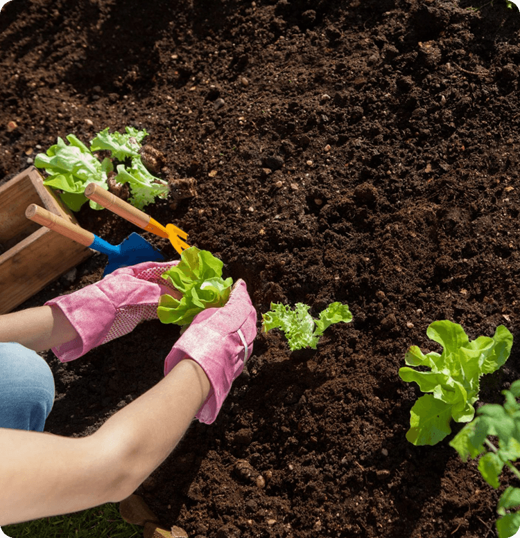 Hands patting soil around plant